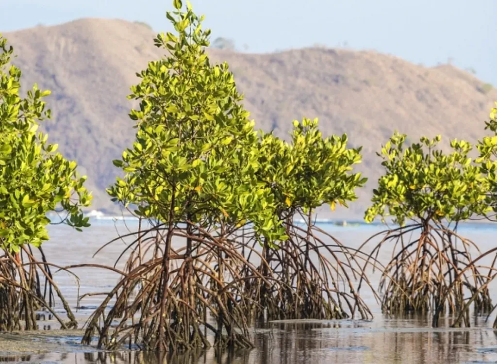 Sightsee The Magnificent Mangrove Forests In Pakistan