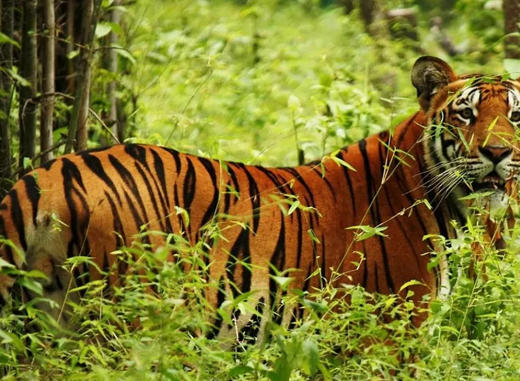 Wildlife Safari in Nepal